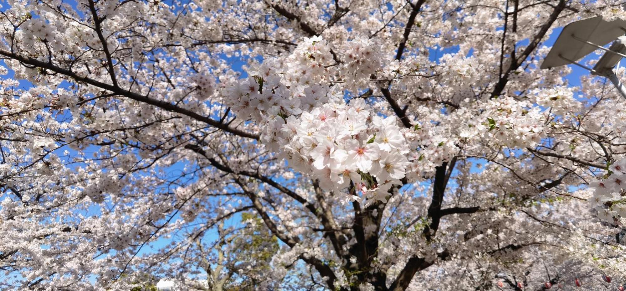 Appartamento 明月楼三零二 Tokyo Esterno foto